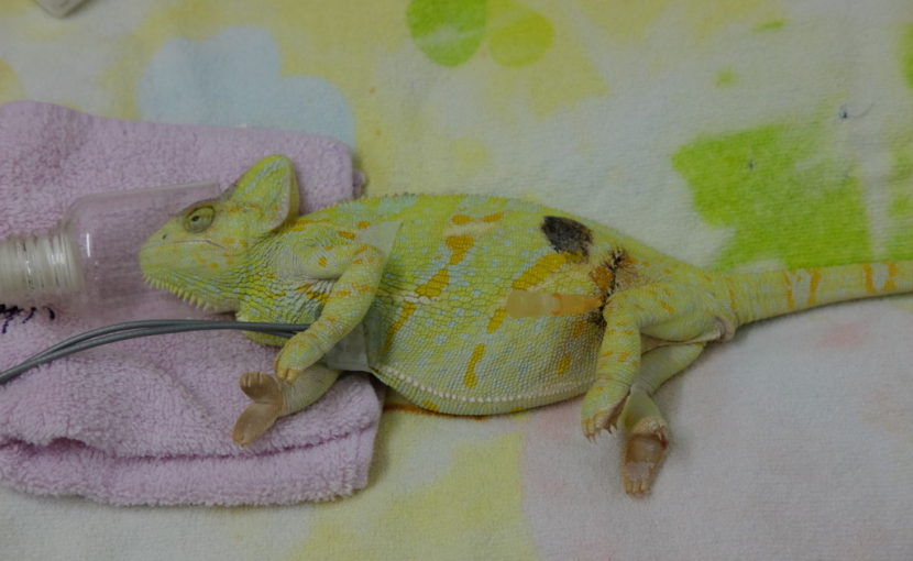 カメレオンの卵胞うっ滞手術