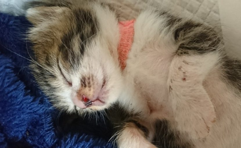 産まれたばかりの子猫を保護した時は・・・