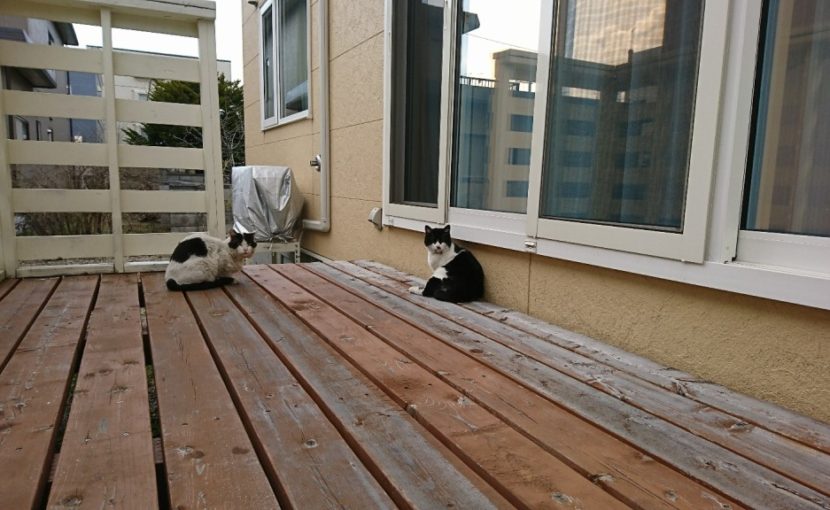 猫は外出が必要?