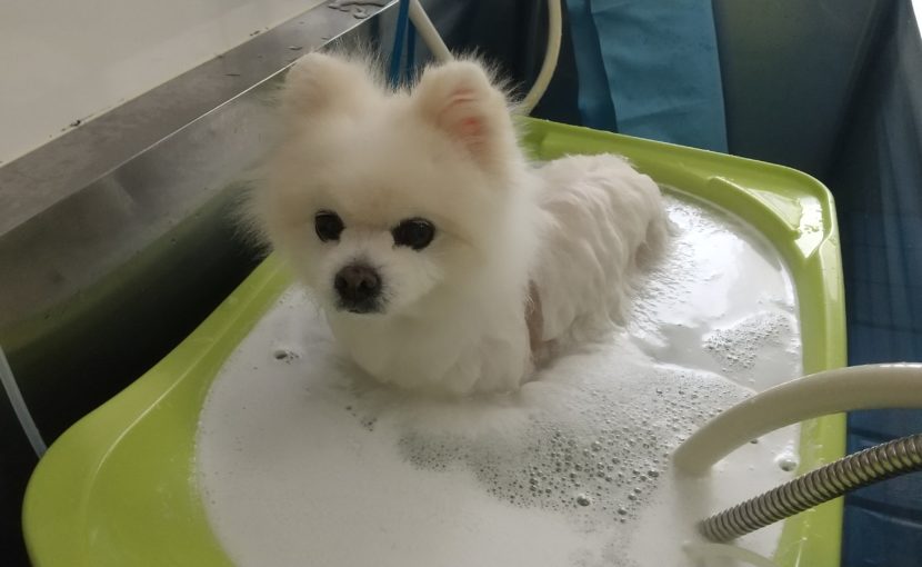わんちゃんのマイクロバブルと炭酸泉