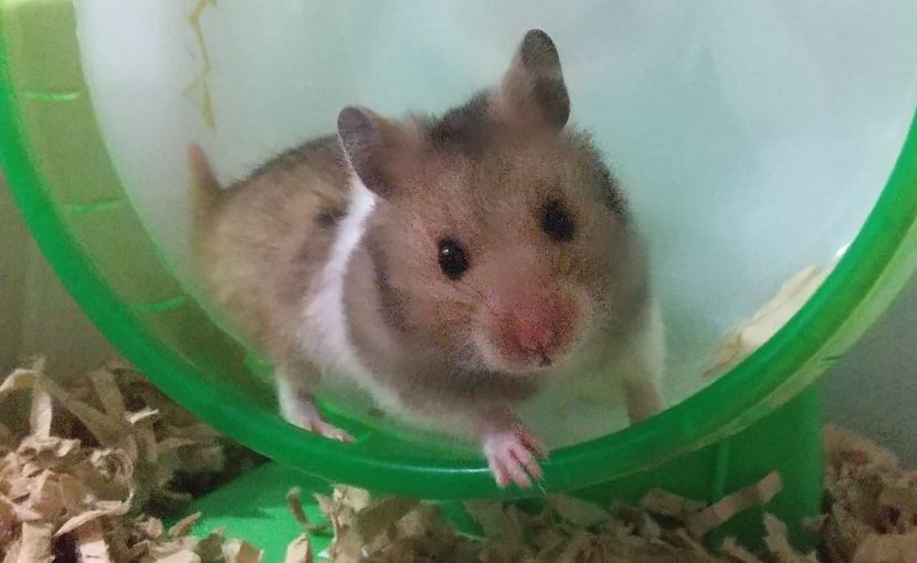 小さな家族をお迎えする時には