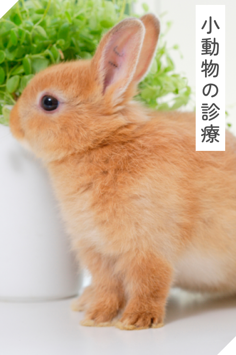 小動物の診療