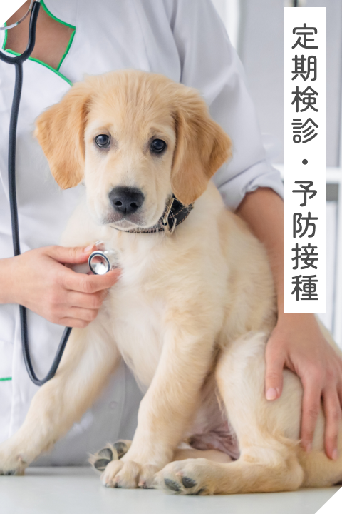 一般診療・予防医療