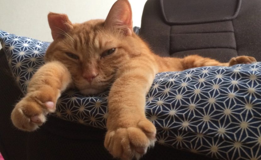 猫を飼いたくなったなら