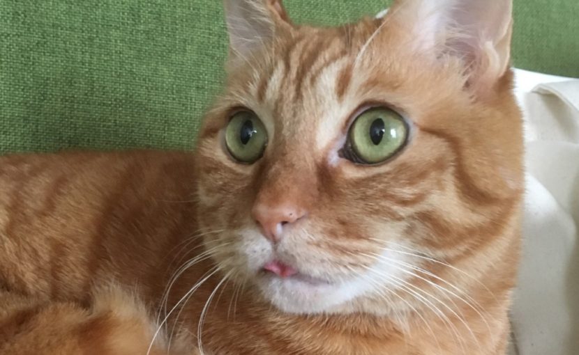 猫の健康診断って何するにゃ？