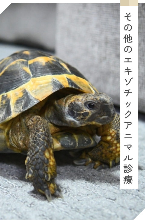 エキゾチックアニマル診療