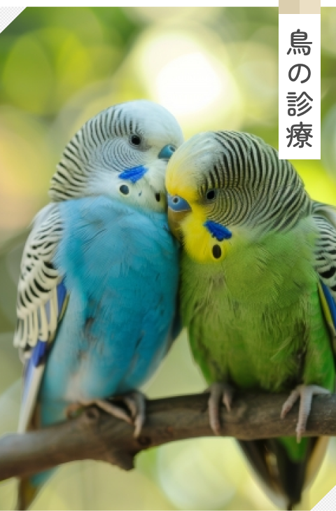 鳥の診療