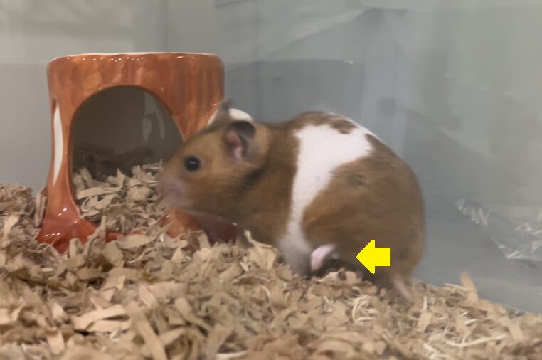 ゴールデンハムスターの骨折（手術画像有り）