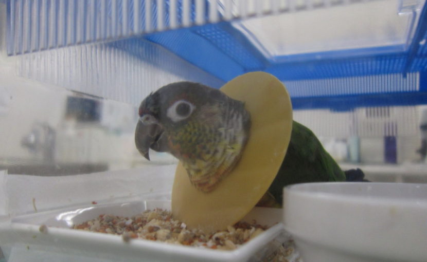 ウロコインコの大腿骨骨折手術