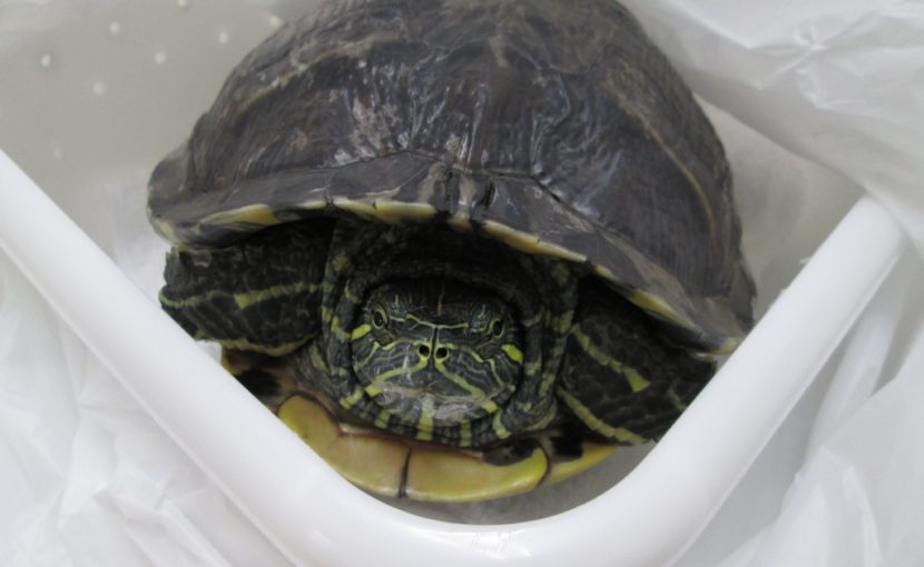 カメの血液検査