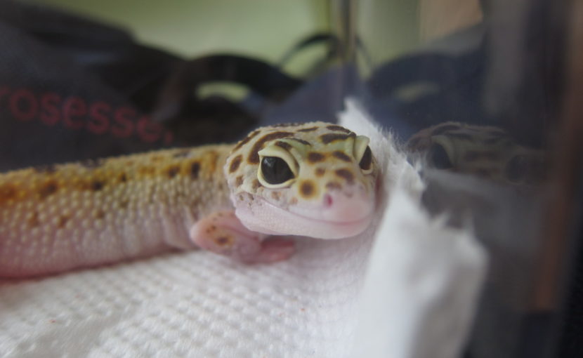 ヒョウモントカゲモドキのクリプトスポリジウム症