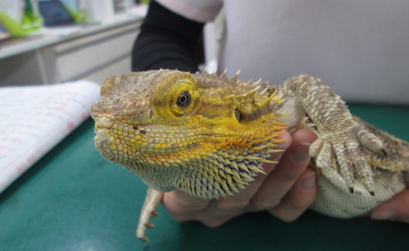 フトアゴヒゲトカゲの骨髄炎
