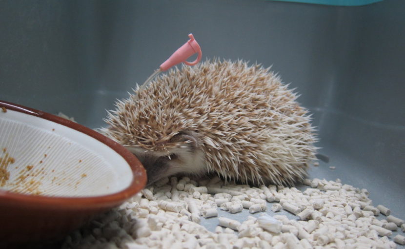 ハリネズミ、お迎え直後は要注意!