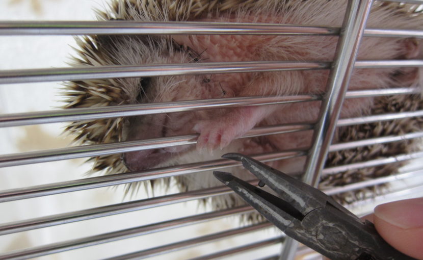 爪切りだけでも動物病院へ！