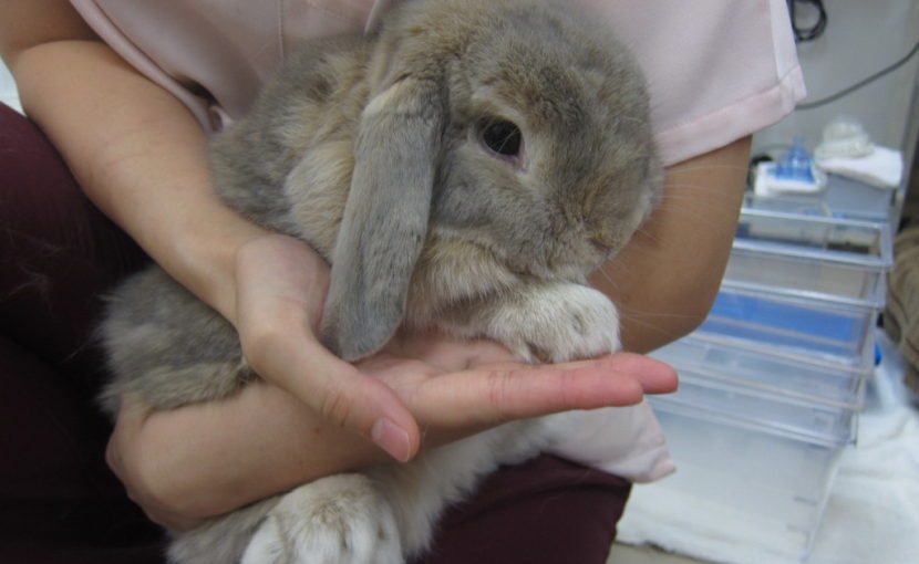 うさぎの爪切りは必要？