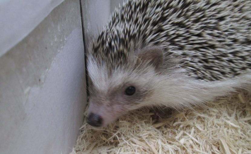 ハリネズミのダニ症