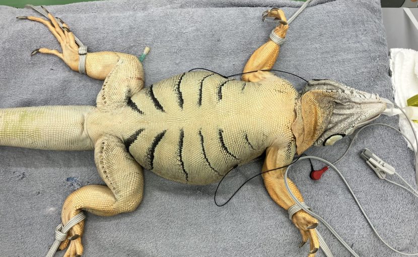 イグアナの異物摘出(手術画像有り)