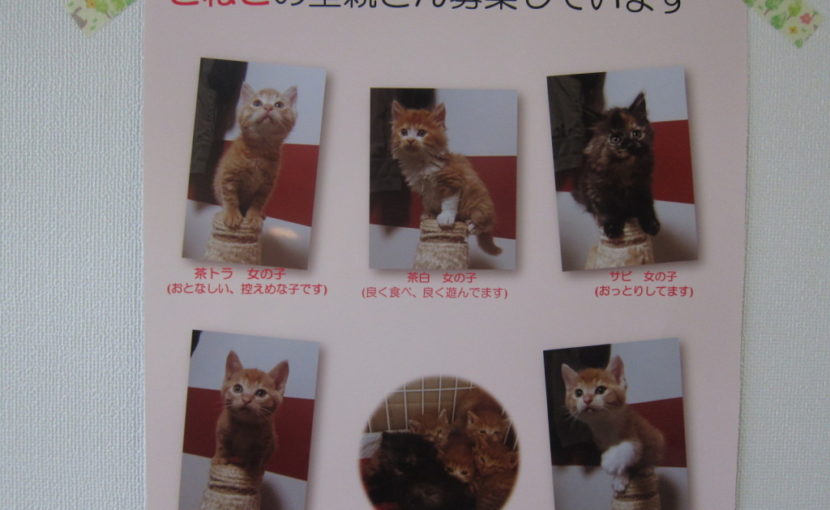里親募集のお知らせ
