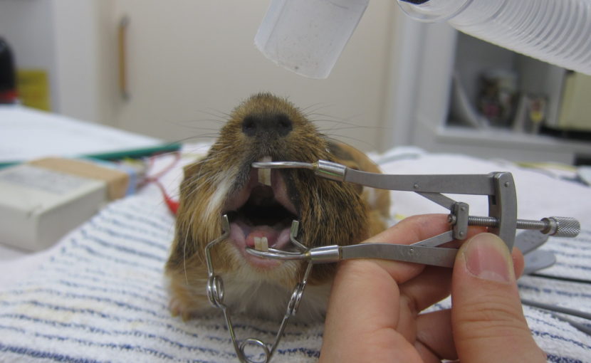 ウサギやげっ歯類の不正咬合