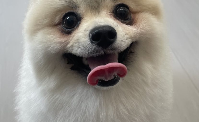 子犬の歩き方に違和感を感じたら