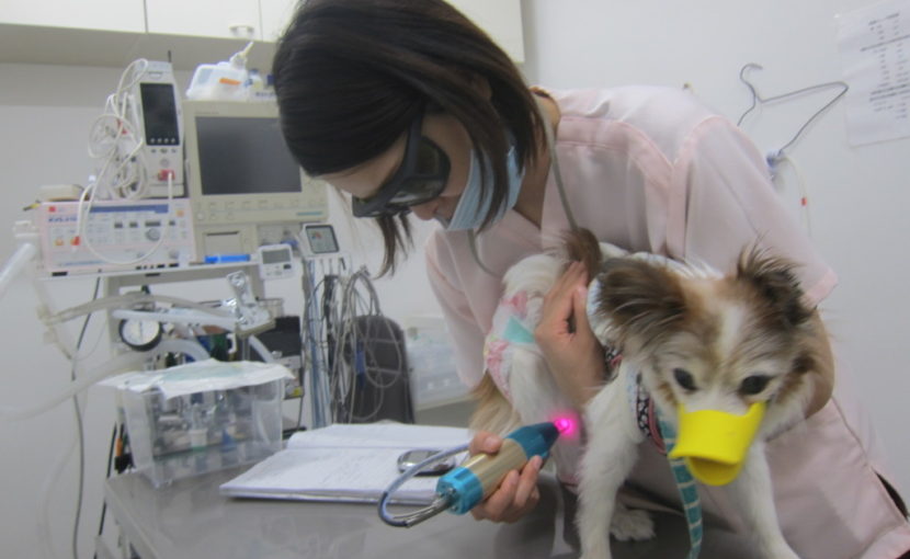 動物の疼痛緩和にレーザー治療