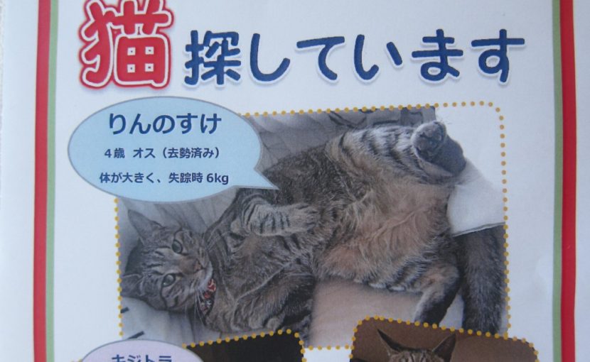 猫ちゃんを探しています