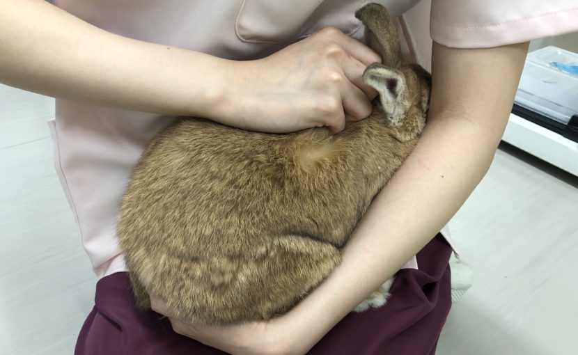 うさぎさんの保定方法
