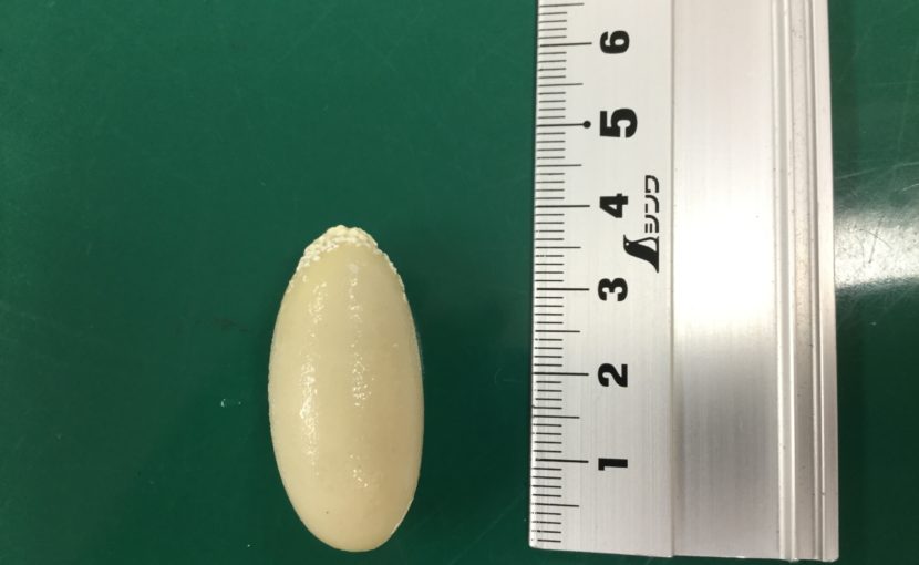 ヒョウモントカゲモドキの卵塞