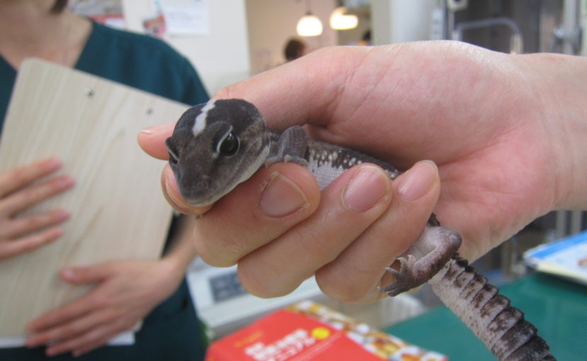 ニシアフリカトカゲモドキの食欲不振