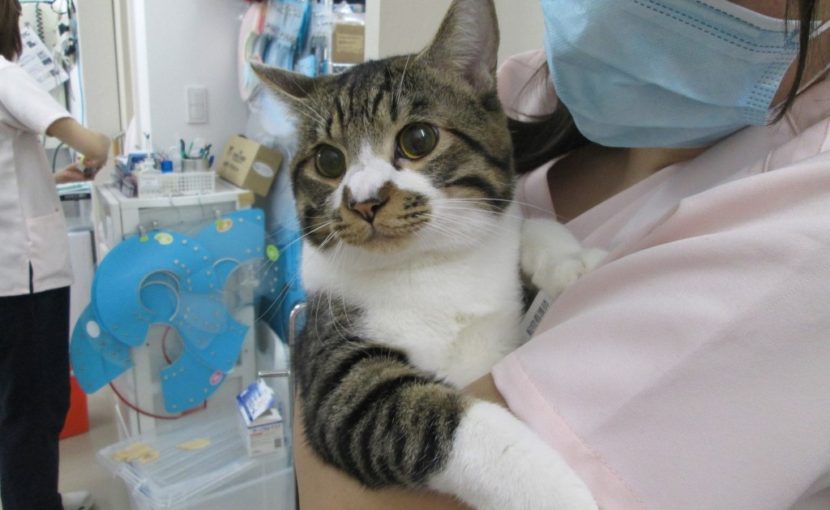 猫の避妊去勢手術について