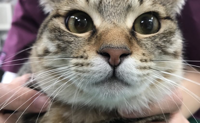 ペットの爪切ってますか?