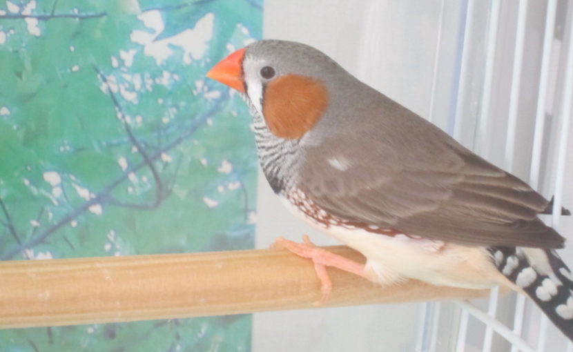 昼下がりのキンカチョウ