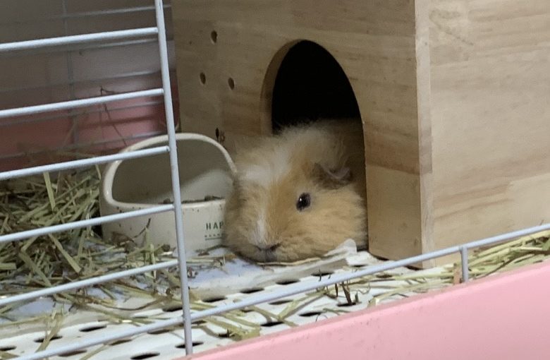 モルモットの皮膚糸状菌症
