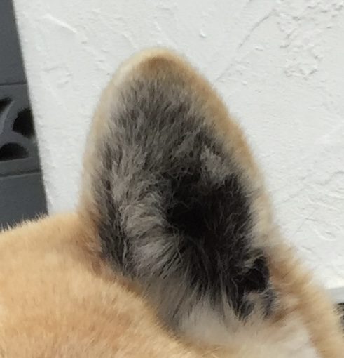 耳のお手入れ方法（犬）