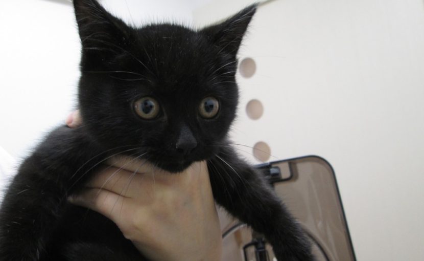 黒猫は不幸の象徴か、はたまた?