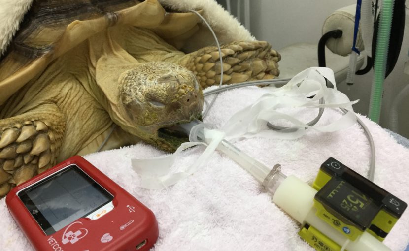 ケヅメリクガメの総排泄腔内結石