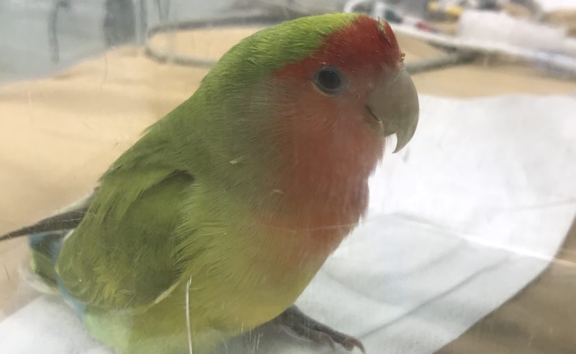インコの腸結石