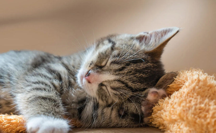 猫の潜在精巣