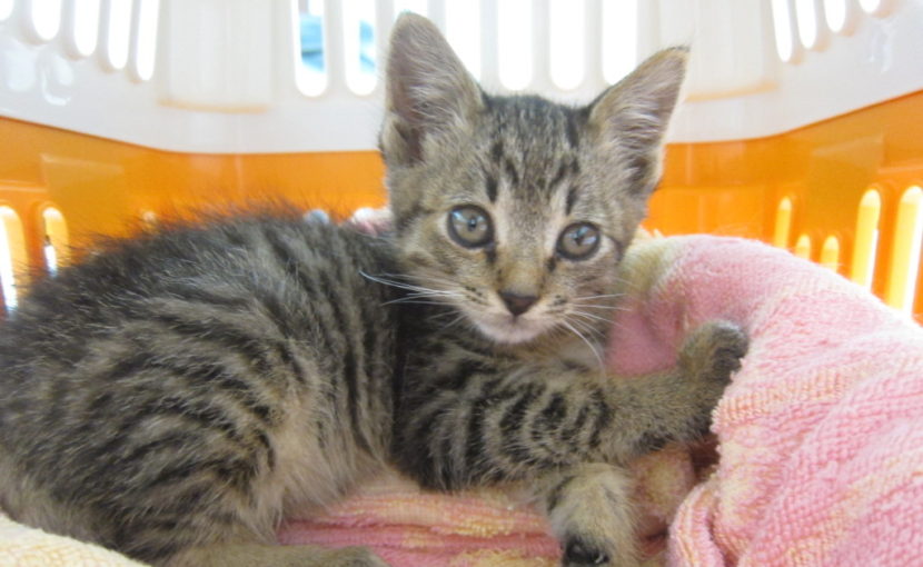 「完全室内飼い猫」でもワクチンは必要?