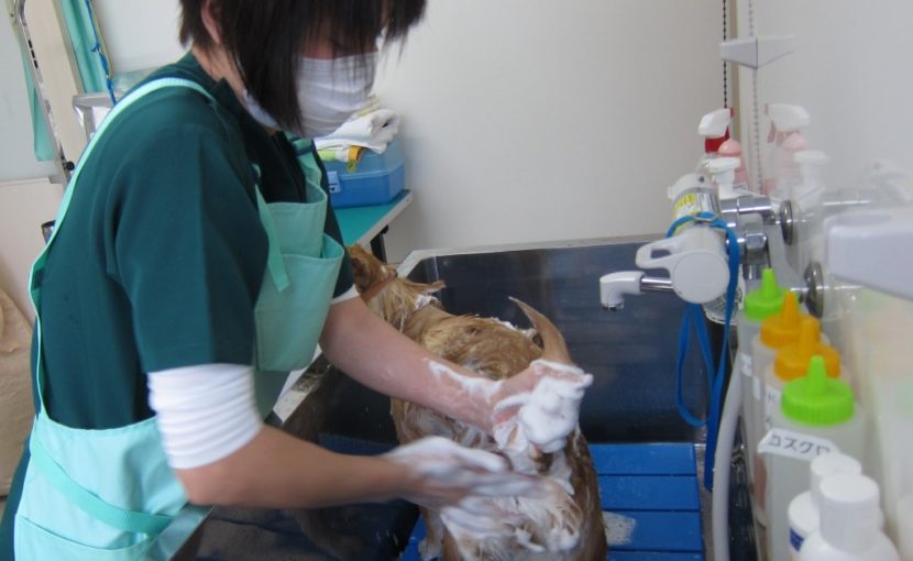 はじめまして！！トリマー植村より