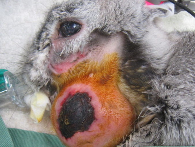 ウサギの、歯が原因で起こる膿瘍