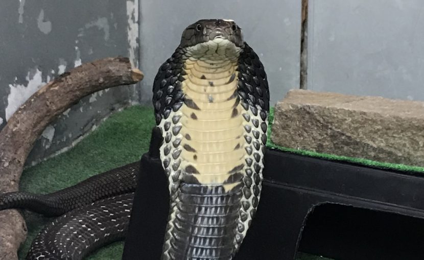 ヘビの楽園とヤマカガシ