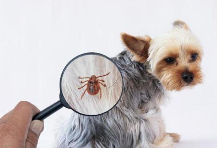 犬のマダニのおはなし