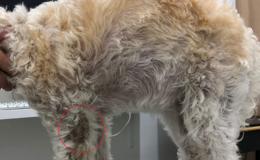 痒みと戦い~犬疥癬の治療記録~