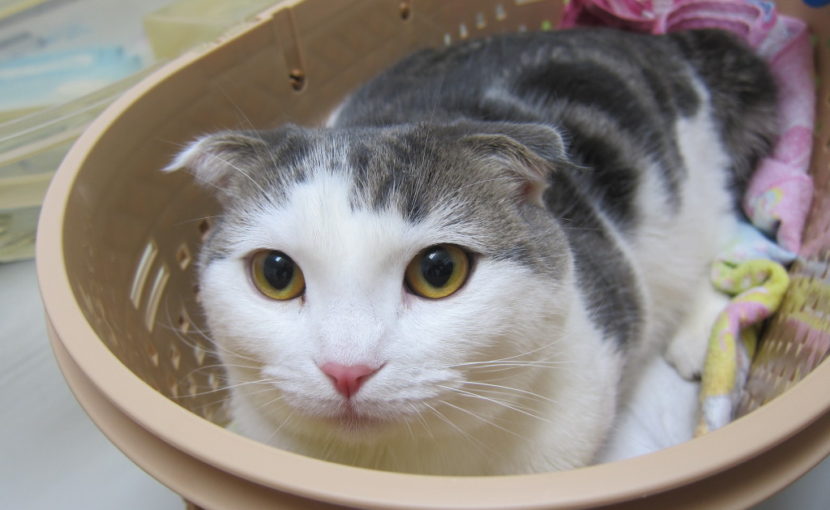 素敵なご家族に、頂いたもの。
