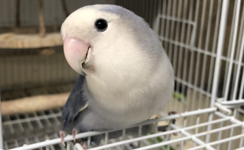 小鳥のクリプトスポリジウム症