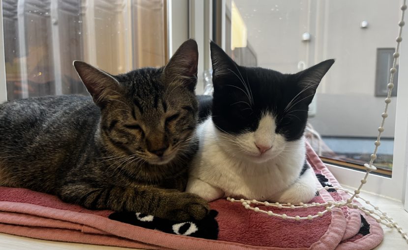 猫のくしゃみ鼻水、それって風邪？