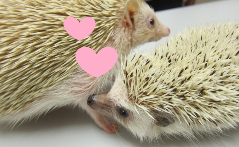 犬コン♥猫コン♥アニマルコン