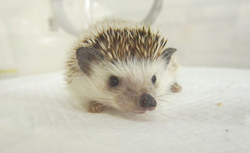 ハリネズミの輸血と手術