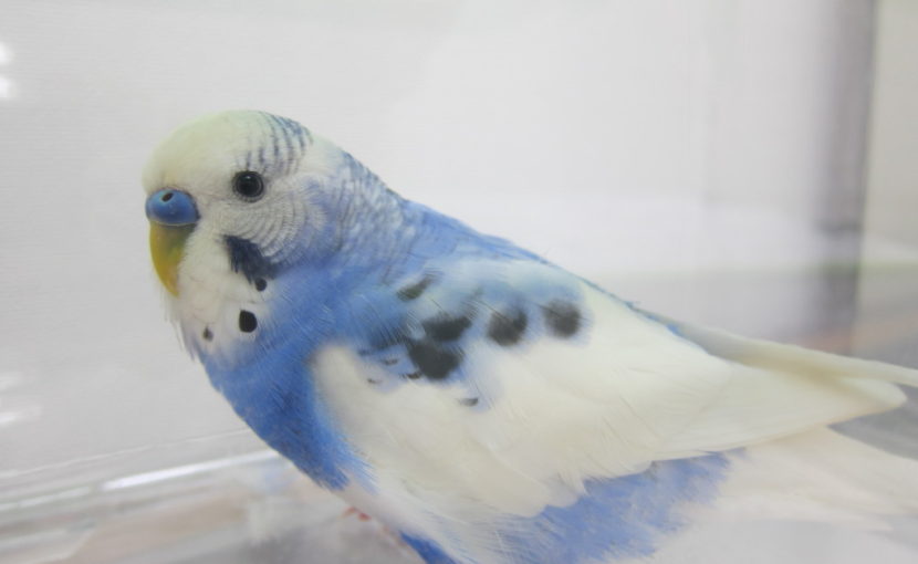 セキセイインコ・ピロちゃん胃炎闘病記